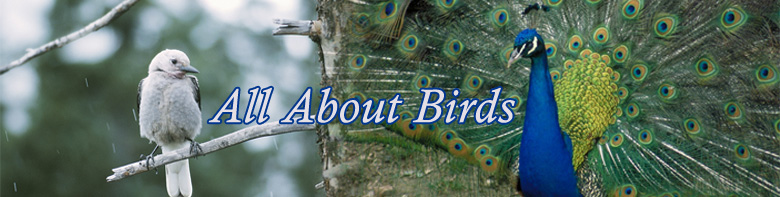 All About Birds