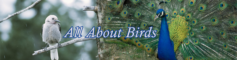 All About Birds