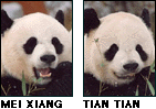 Mei Xiang and Tian Tian
